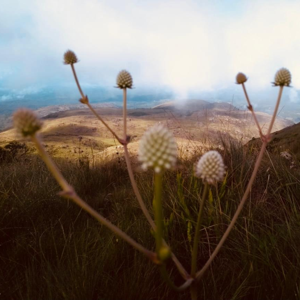 Tenho um diagnóstico, e agora?